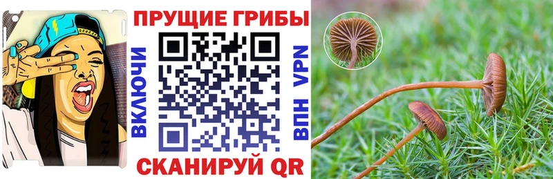 Галлюциногенные грибы мицелий  блэк спрут   Пестово  где найти  